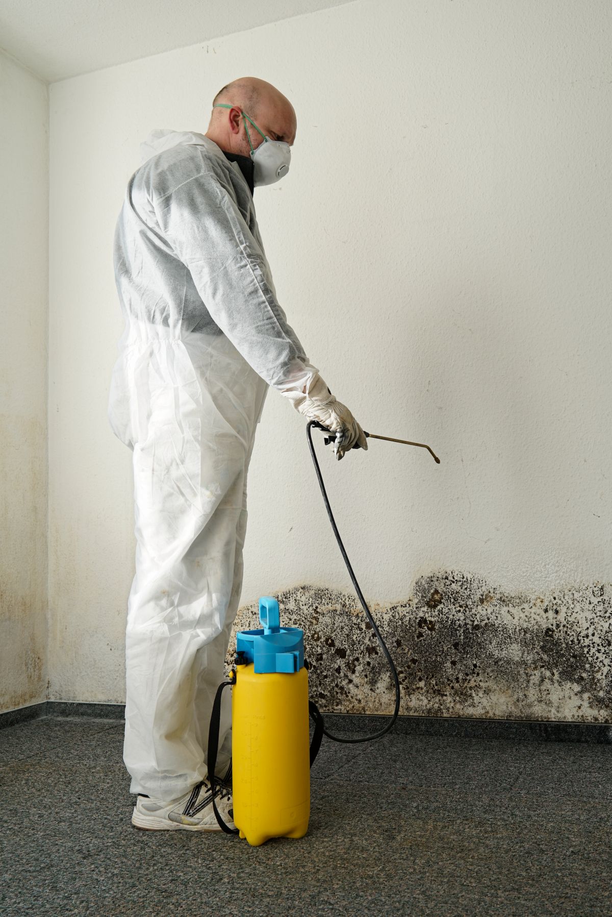 Mold Removal Services,