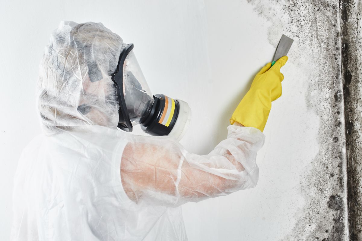 Mold Removal Services,